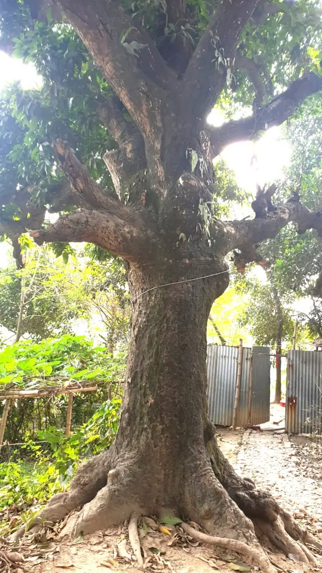 মিরপুর বাংলা কলেজের এই গাছটির সঙ্গে মানুষকে বেঁধে পিটিয়ে না হলে শিরচ্ছেদ করে মারা হতো বলে জানা গেছে।