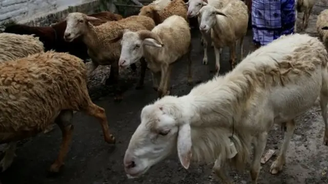 बकरियां