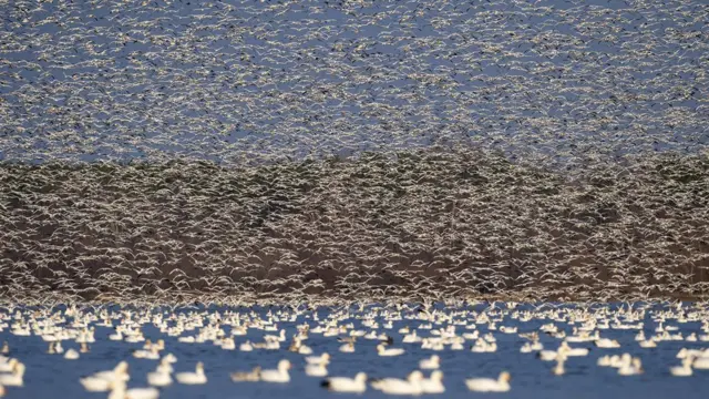 Oies des neiges canadiennes