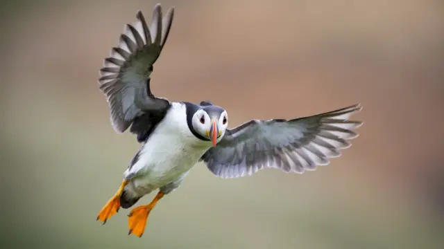 Летящий тупик