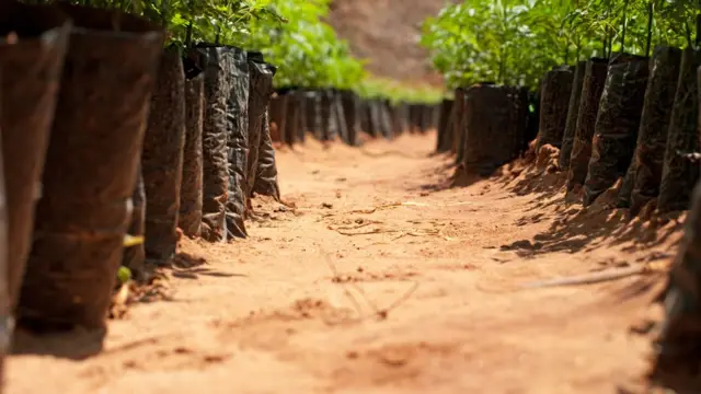 Pépinière de reboisement au Kenya.