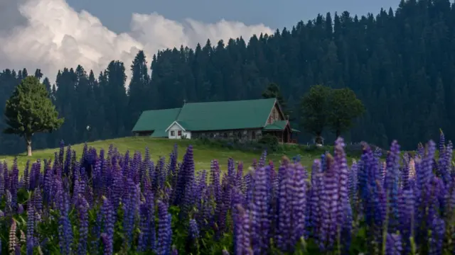 காஷ்மீர்