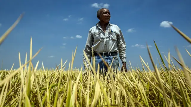 Campo de arroz en Venezuela