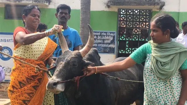 जल्लीकट्टु का बैल