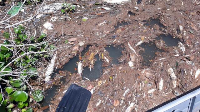 Peixes mortos no rio Teles Pires