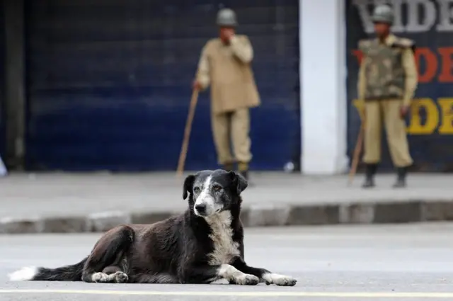 వీధి కుక్క