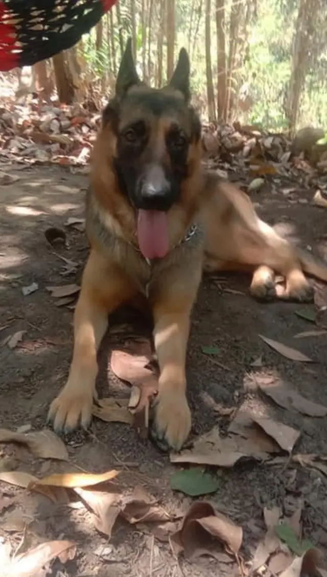 ရိုးမတောထဲ ကဂျက်ကီ