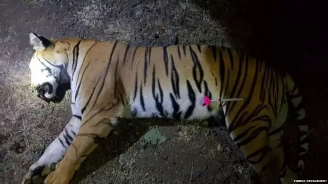 अवनी वाघिणीला नुकतंच वनविभागाकडून ठार करण्यात आलं आहे.