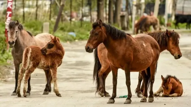 Farasi hawa wa mwituni taratibu waliingia katika mitaa ya mji wa Srinagar, kaskazini mwa India 'wakisherehekea' kutokuwepo kwa watu.