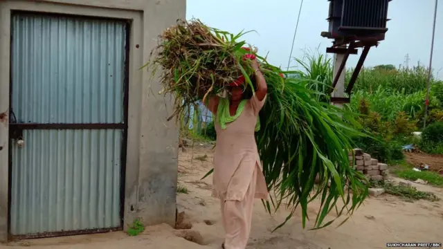 ਸਾਂਝੀ ਖੇਤੀ