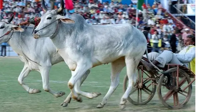 अमित शहा, बरेली, उत्तर प्रदेश, कोरोना