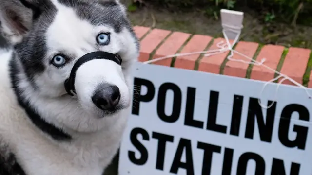 หมาที่เขตเลือกตั้ง