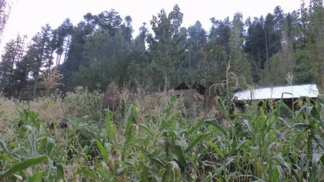 ખેતર જંગલ