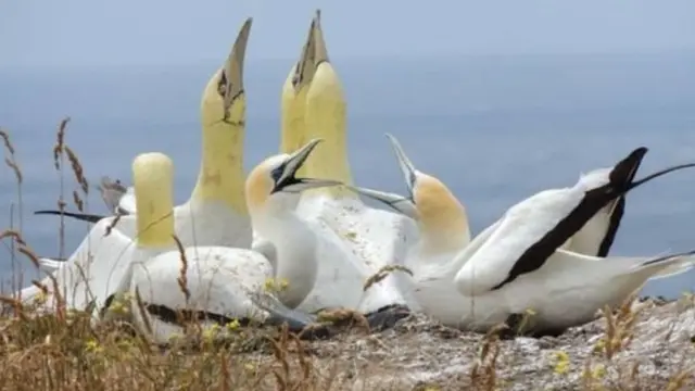 "නත්තල් පුදුමයක් මෙන්" මෑතකදී තවත් ගැනෙට් පක්ෂීන් තිදෙනෙක් පැමිණෙයි