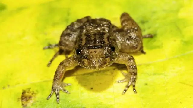 नाइट फ्रॉग यानी मेढक