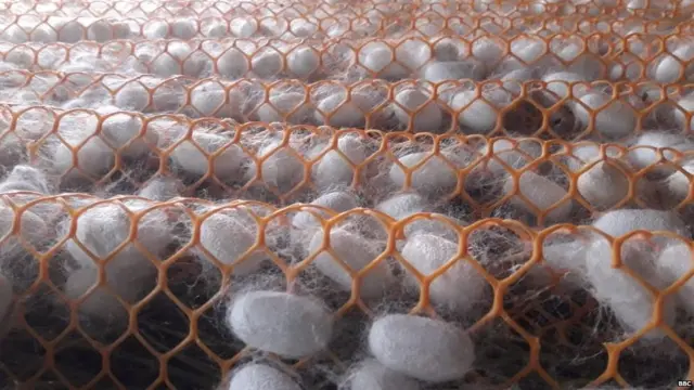 रेशीम शेती