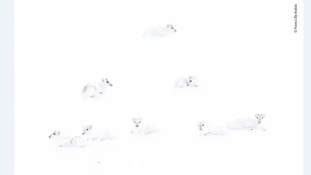 північні олені