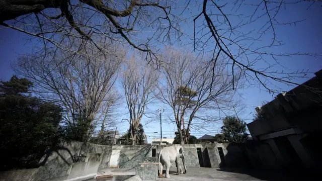 ゾウ舎に立つはな子