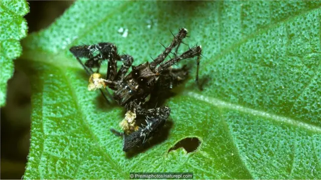 Laba-laba peloncat (Portia schultzi)