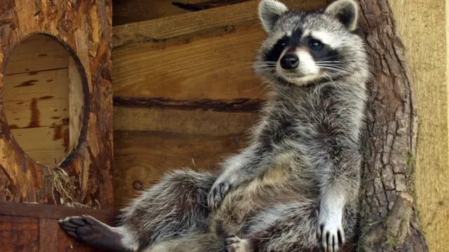 Northumberland Zoo mourns loss of oldest raccoon, Bert