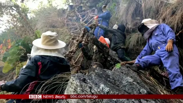వెదురు నిచ్చెన