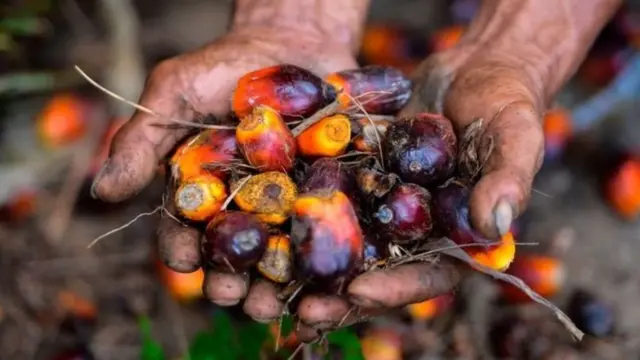 Ilustrasi buah kelapa sawit.
