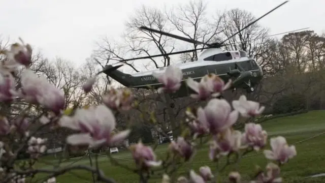 मेग्नोलिया पेड़