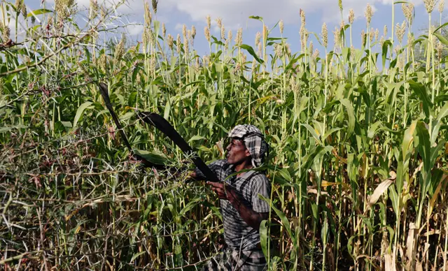 A man chases away locusts from his crops