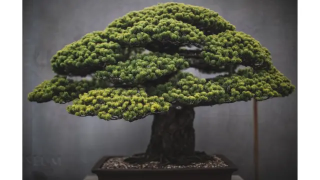 Bonsái