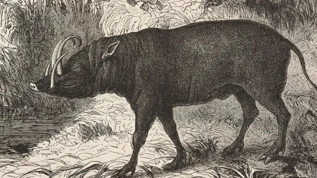 Pengalaman Wallace dengan berbagai spesies binatang menginspirasi teori tentang seleksi alam.