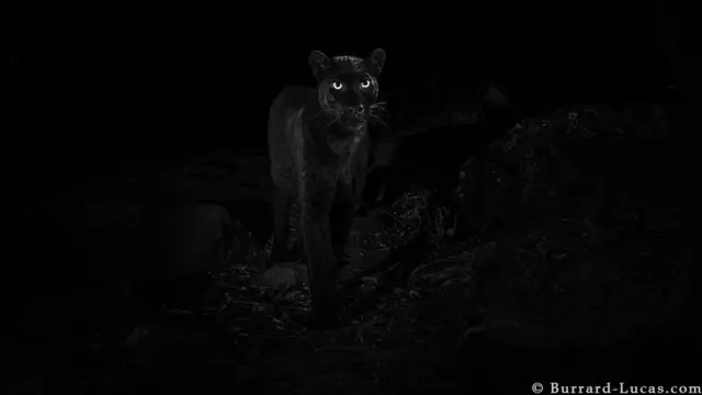 Black leopard wey dem capture for di wild