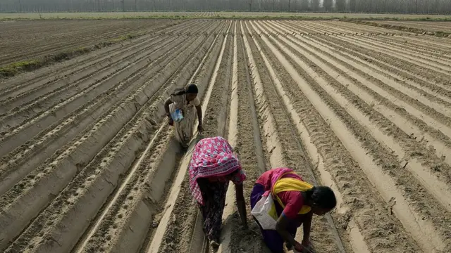 நிலத்தில் வேலை செய்யும் பெண்கள்