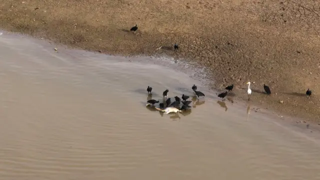 Vultures picking at the carcass of a dead dolphin on a drying lake bed.