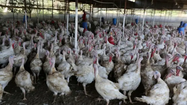 मुर्गी पालन