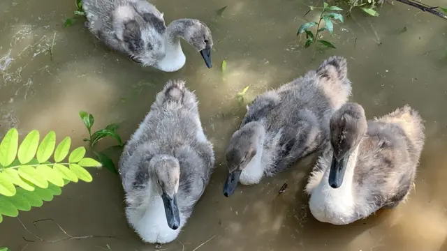 Mladunci labuda na Savi, 2020