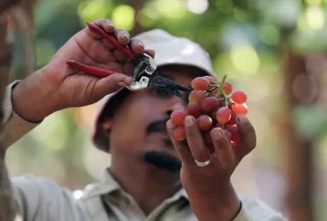 A man harvesting grapes