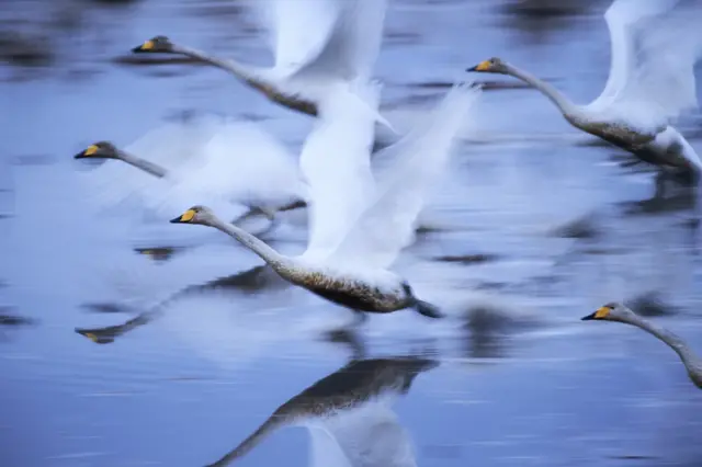 Cisnes sobrevoam água