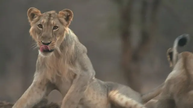 સિંહની પ્રતીકાત્મક તસવીર