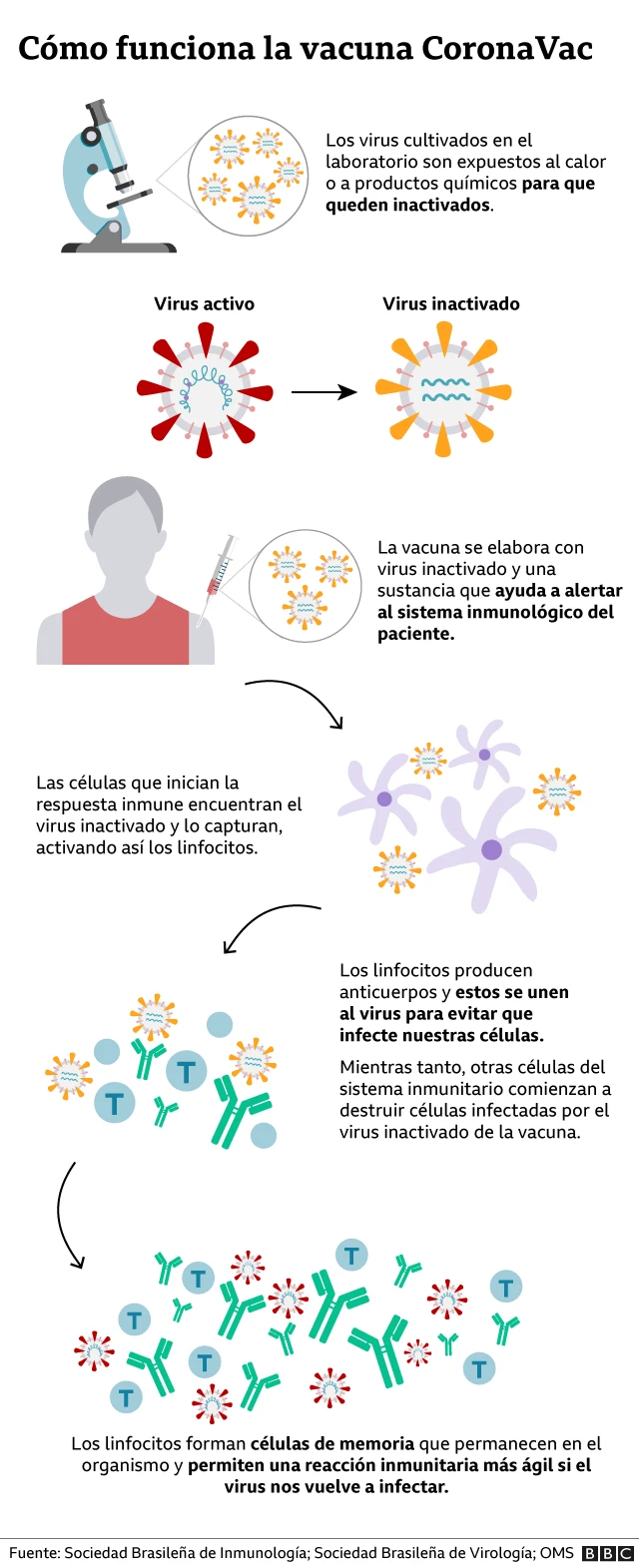 gráfico de cómo funciona la vacuna CoronaVac