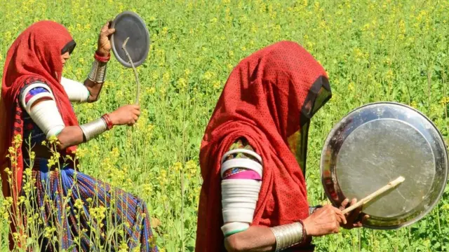 તીડને ઉડાવવા માટે થાળી વગાડી રહેલી ગુજરાતની મહિલા ખેડૂતોની તસવીર