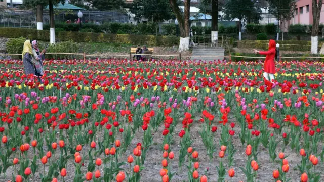 باغ یکجہتی کشمیر گل لالہ