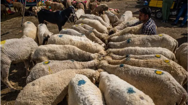 ঈদকে সামনে রেখে ভেড়া বিক্রি করতে এসেছেন এক বেপারী।
