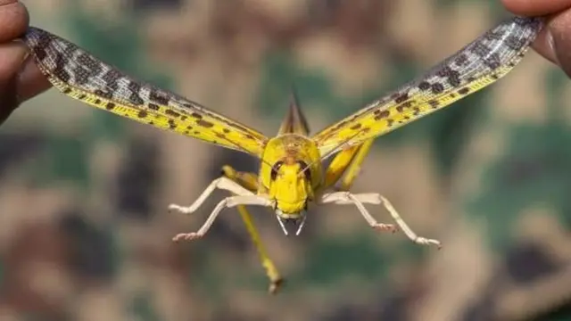 Ikiguri cazo kingana n'uburinganire bwa kilometero kwadarato kimwe gusa gishobora kurya indya zingana n'iz'abantu ibihumbi 35 ku munsi umwe gusa