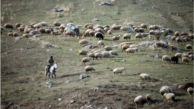 ermənilər laçını tərk edirlər. laçın, qarabağ, bu gün, mal-qara sürüsü,