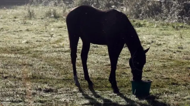 இந்தியாவின் பல பகுதிகளில் குதிரை வளர்ப்பது செல்வம் மற்றும் ஆதிக்கத்தின் அடையாளமாக பார்க்கப்படுகிறது