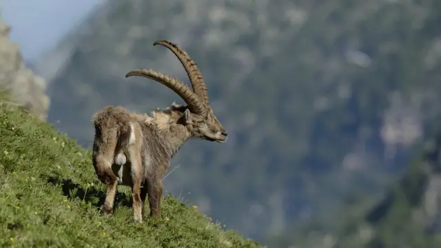 Горный козел в Альпах