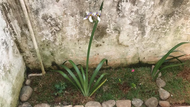 Foto do jardim com uma flor íris-da-praia