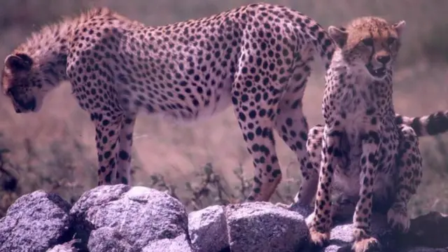 चीता के बच्चे