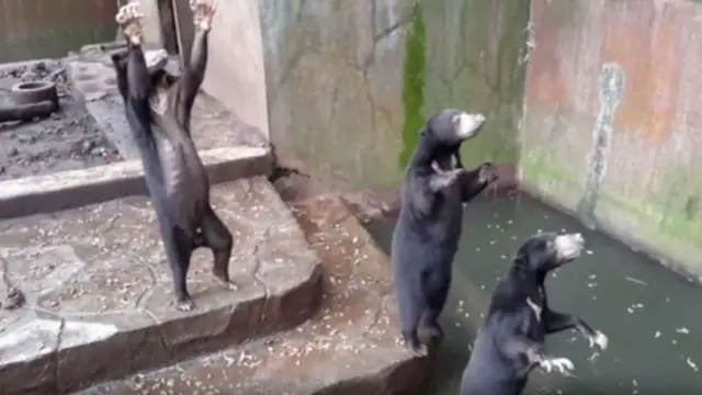 ในภาพวิดีโอเมื่อเดือน ก.ค. 2016 หมีดูผอมโซและเห็นได้ชัดว่ากำลังขออาหารจากผู้มาเยี่ยมชม