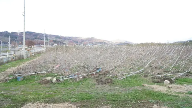 なぎ倒された長野のアップルライン